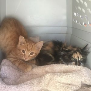 Meet your Posher, Celine